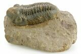 Prone Reedops Trilobite - Atchana, Morocco #376973-2
